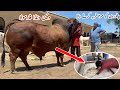 Desi Fattening Wanda Formula for Qurbani Animals ll Gulf #cattle Farm Feeding Plan #cow #mandi #bull