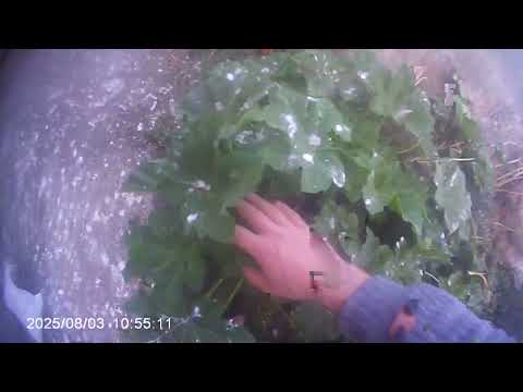 Rockabill video log 14: Box collection and final sweep 3rd August 2025