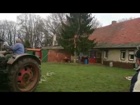 Baum fällt im Haus 😱