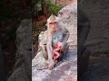 Mother monkey pushes her baby's head down to wean