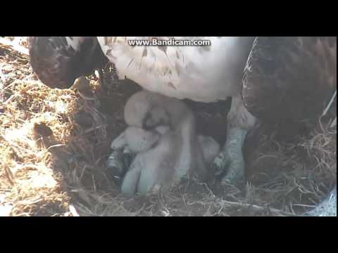 Closeup of Chick #4 and Female Boulder County Osprey 6-9-16