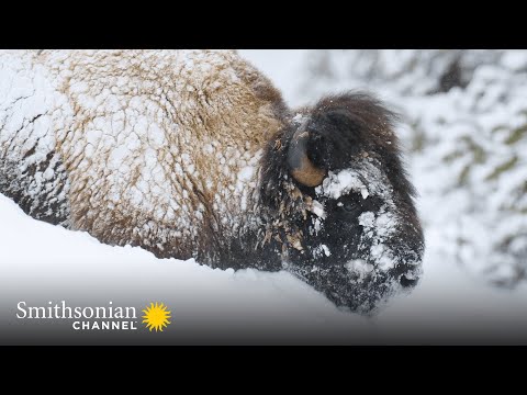 image-What do bison eat in Yellowstone in winter?