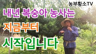 [복숭아재배] 하계전정은 왜하지? / 내년 농사의 시작입니다