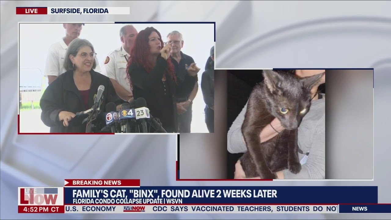 Milagro tras la tragedia de Miami: rescataron a un gato con vida entre los escombros