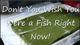 DIY Frozen Gel Fish Food