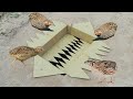 Easy Underground Quail Trap Using Cardboard Box Unique Quick Bird Trap