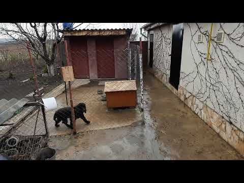 Boston  ivy.  March. Parthenocíssus tricuspidáta.