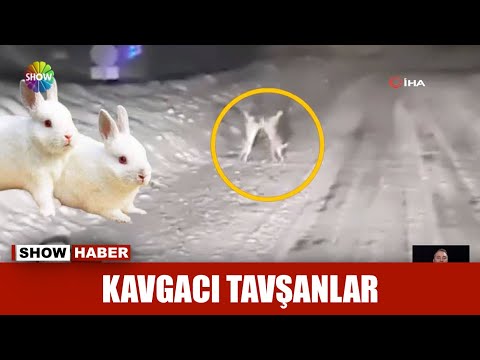 , title : 'Kavgacı tavşanlar kameraya yakalandı'