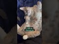 What does your cats sleeping positions mean? 😴PART1😴 #cat #shorts #pets #catlover