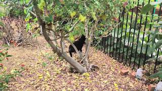 Feeding Stray Cats😺 Stray Cat Climbs Tree and Ponders His Thoughts!