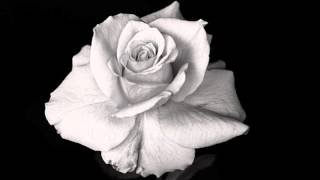 Within Temptation - Covered by Roses (lyrics)