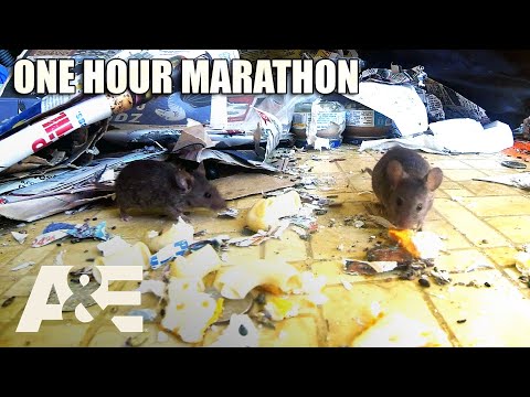 Hoarders: Most INTENSE Infestations - One-Hour Marathon! | A&E