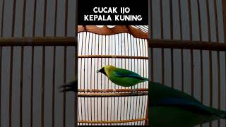 Download lagu Cucak Hijau Kepala Kuning Gacor #cucakijokepalakuning #kicaumania #cucakranting mp3 Download lagu Cucak Hijau Kepala Kuning Gacor #cucakijokepalakuning #kicaumania #cucakranting mp3