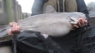 preview picture of video 'Crazy catfish fight & release while standing in canoe one-handed'