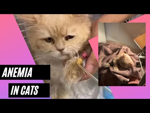 Saving my Cat from ANEMIA | Signs,Causes&Treatment #CatsAnemia