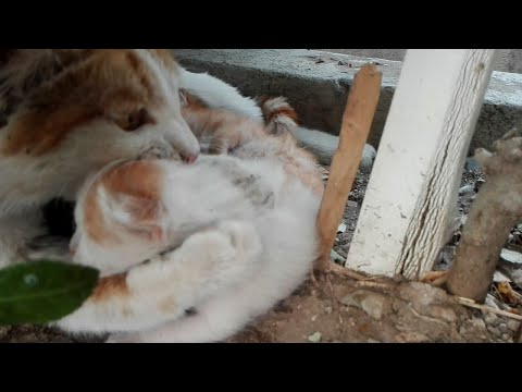 Mother Cat Biting Her Kitten