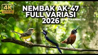 Download lagu 🔴 Live Kompilasi Nembak Ak 47 Cucak Cungkok Gacor vs Ciblek Bren vs Tepus Kepala Abu mp3
