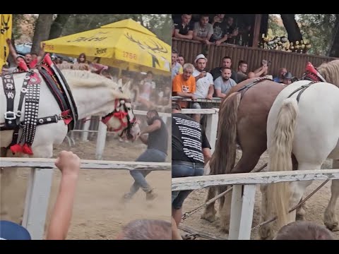 Pobednik Sima Simić-Straparijada 2024  Zarkovac