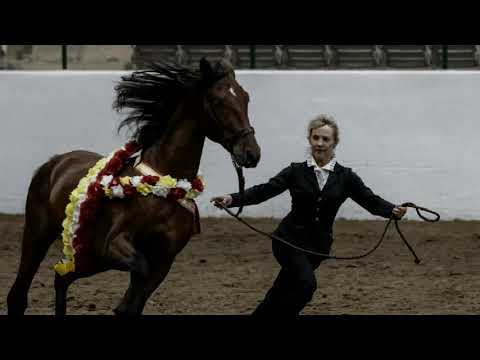 Diamante 2015 PRE Andalusian Nat'l Champion for sale