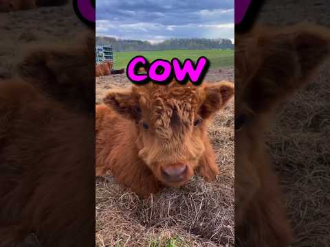 , title : 'Is this the CUTEST Cow Ever 😱 | Wholesome Moments'