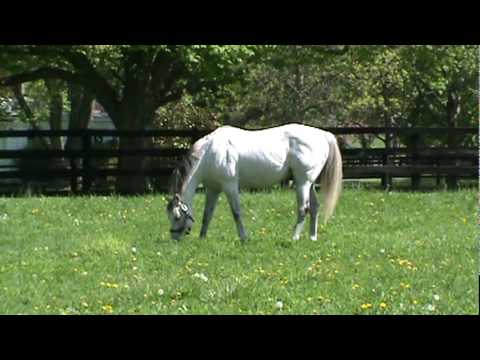 Monarchos at Nuckols Farm - April 2010 (Part 1)