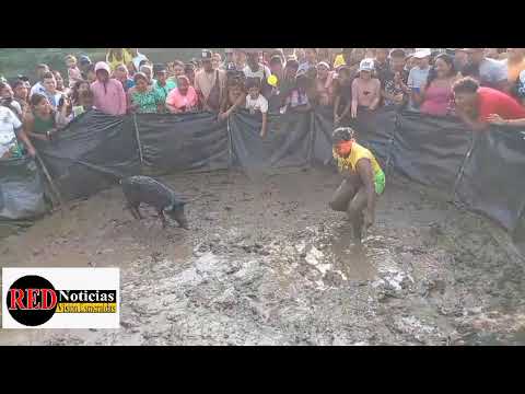 Atrapando el cerdo en la Parroquia Carlos Concha del Cantón Esmeraldas , tradicion de pueblo