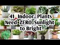41 Indoor Plants need Zero sunlight to bright | Plant and Planting