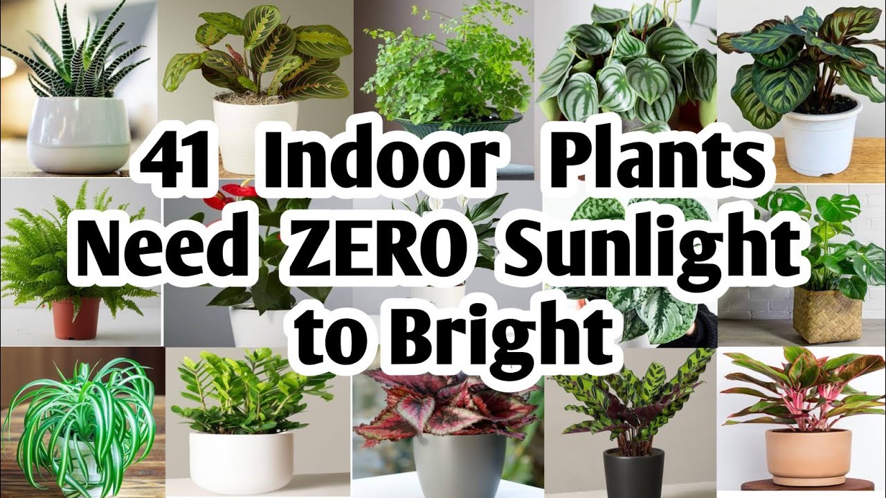 41 Indoor Plants need Zero sunlight to bright | Plant and Planting