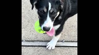 Video preview image #1 Australian Shepherd Puppy For Sale in Menifee, CA, USA