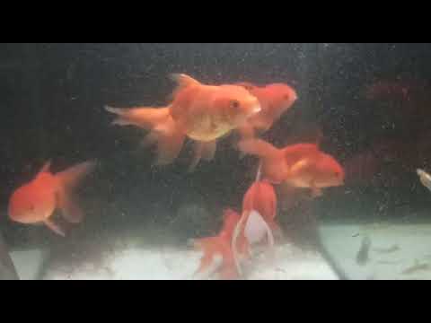Aquarium Oranda Fish