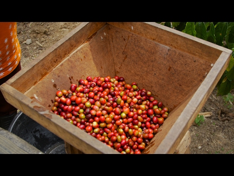 download lagu mp3 mp4 Sumatra Coffee Flavor, download lagu Sumatra Coffee Flavor gratis, unduh video klip Sumatra Coffee Flavor