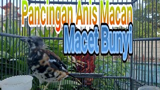 Download lagu Anis Macan Ngeplong Pagi Hari Pancingan Agar Bunyi mp3 Download lagu Anis Macan Ngeplong Pagi Hari Pancingan Agar Bunyi mp3