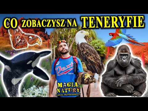 Killer Orcas, Parrots, Gorillas - Tenerife - Nature Attractions of the Island