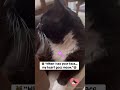 My Heart Goes Meow For Tux ️ Cat Kitten Kitty Catlove Cutecats Shortsvideo Shorts Pets