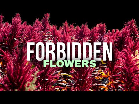 Amaranth: The Sacred Grain That Refused to Die 🌾