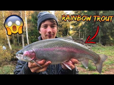 Regnbueørreder i en lille dam