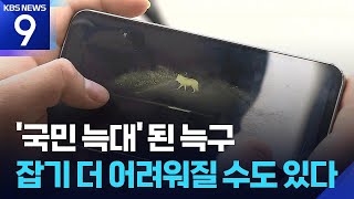 대한민국은 ‘늑구’ 열풍…트랩에 접근하는 건 금물 ​[9시 뉴스] / KBS  2026.04.15.