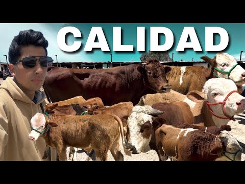 The purebred cattle business at the Cajamarca fair 🇵🇪
