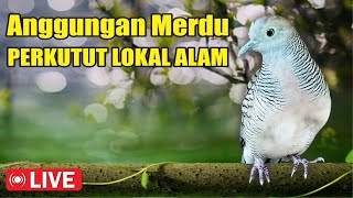 Download lagu Perkutut Lokal Gacor di alam bebas iramanya BIKIN CEPAT NYAUT SEMUA mp3