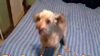 Hyper Psyho Dog is a Rockstar!