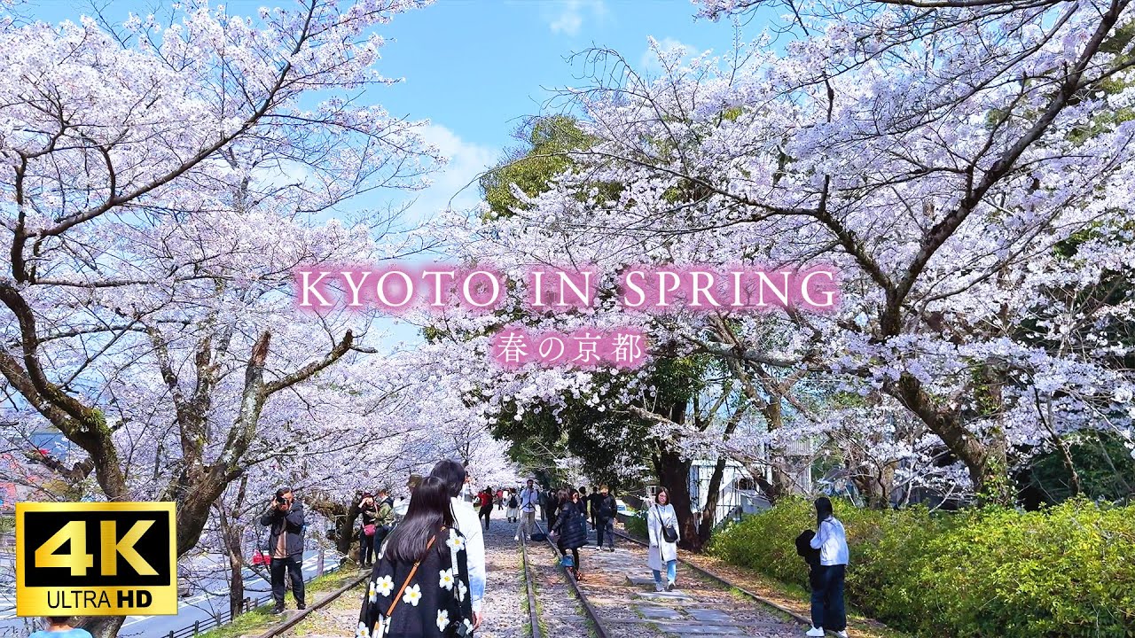 【4K Japan Walk】Spring in Kyoto - Walking around popular cherry blossom spots