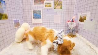 キャバリアの動画01