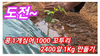 서리태콩 1개심어 1KG 만들기  2400알 1000꼬투리 도전 합니다~~사리태 심는시기,재배방법,서리태 청…