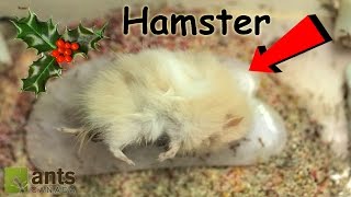 What I Gave My Ants for Christmas | &#39;Twas the Ants&#39; Night Before Christmas