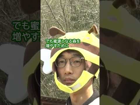 気候変動は孤独なミツバチを脅かす