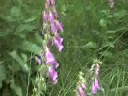 Digitalis Ae - Foxglove is Dangerous
