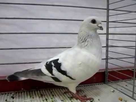 Damascener, Damascene, Damasceno, Pigeons Kembs