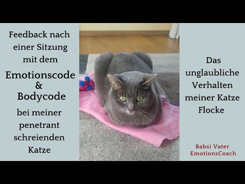Nach einer Emotionscode/Body Code Sitzung zeigt meine Katze Flocke ein erstaunliches Verhalten