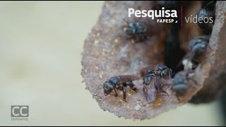 Miniatura do vídeo