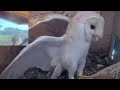 Ullu Ne Liya Badla A Short Revenge Story Of Owl Funnyvideos Ullu Owls Badla Revenge